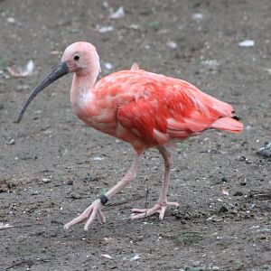 Scarlet ibis