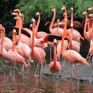 Cuban flamingos
