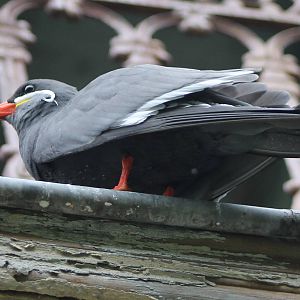 Inca tern