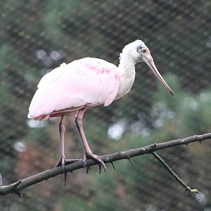 Roseate spoonbill