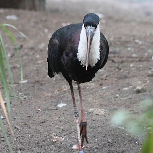 Woolly-necked stork