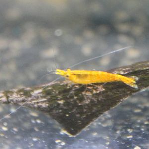 Freshwater shrimp ID