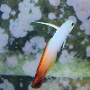 Nemateleotris magnifica