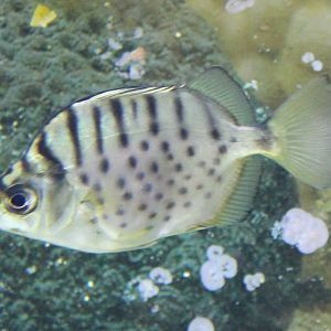 Selenotoca multifasciata