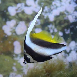 Heniochus acuminatus