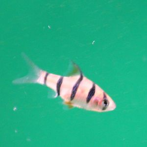 Barbus pentazona