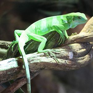 Fiji banded iguana