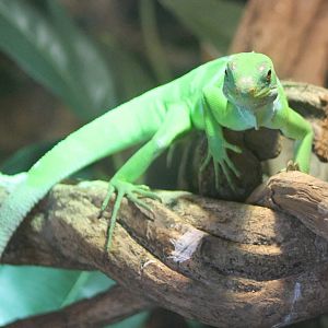 Fiji banded iguana