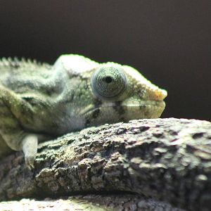 Panther chameleon