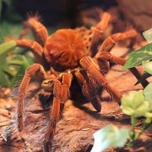 Bird-eating spider ID