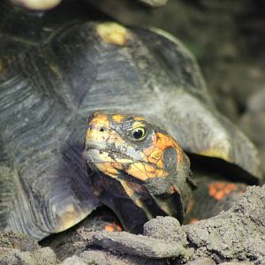 Red-footed tortoise