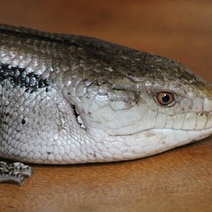 Blue-tongued skink