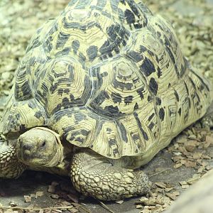 Leopard tortoise
