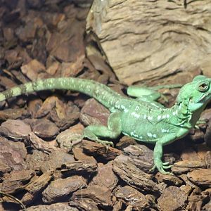 Green basilisk