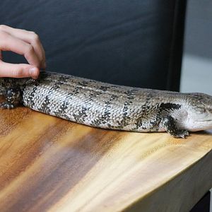 Petting a skink