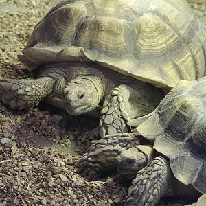 African spurred tortoises