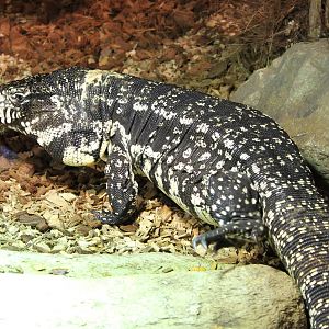 Black and white tegu