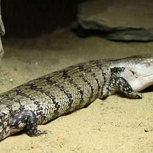 Blue-tongued skink