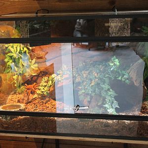 Enclosure Bird-eating spider