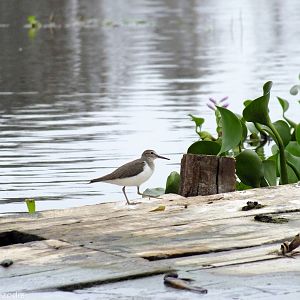 Common Sandpiper