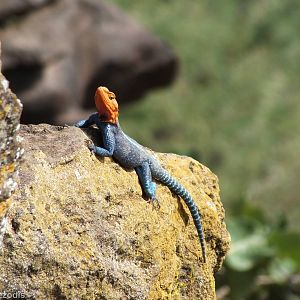Agama lionotus
