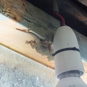 Hemidactylus mabouia