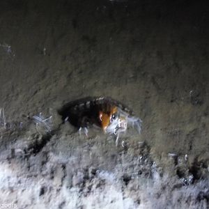 Ptychadena anchietae