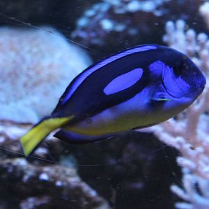 Regal tang