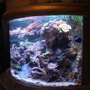 Coral-reef aquarium