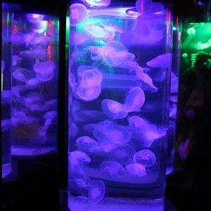 Jellyfish-aquarium