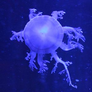 Up-side down jellyfish