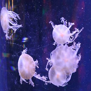 Up-side-down jellyfishes