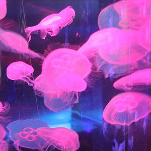 Jellyfishes