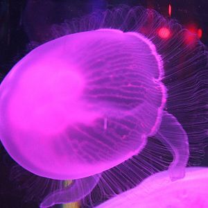 Jellyfish