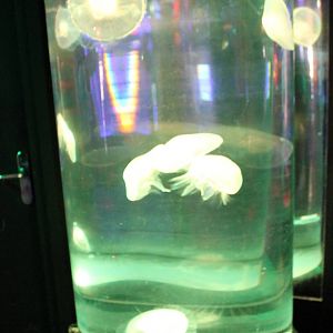 Jellyfish-tank