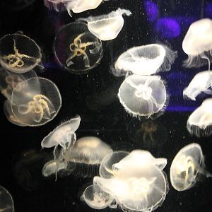 Jellyfishes