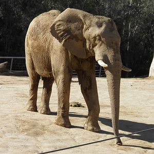 African Elephant bull in musth