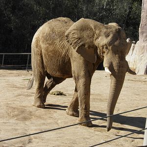African Elephant bull in musth 2