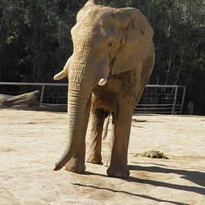 African Elephant bull in musth 3