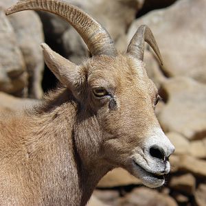 Desert bighorn sheep