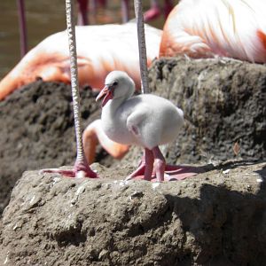 American flamingo chick