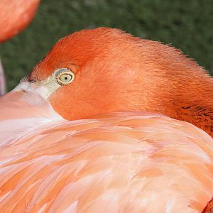 American flamingo