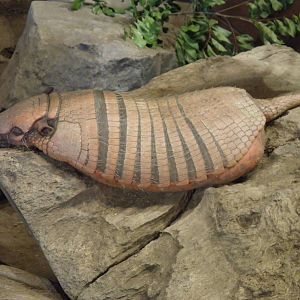 Six Banded Armadillo