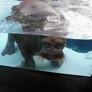Pacific Walrus