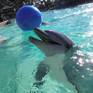 Atlantic Bottlenose Dolphin