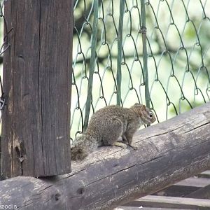 Ochre Bush Squirrel