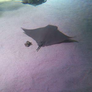 Cownose Ray (Rhinoptera bonasus)