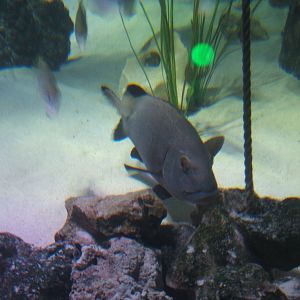 Rooster Hogfish (Lachnolaimus maximus)