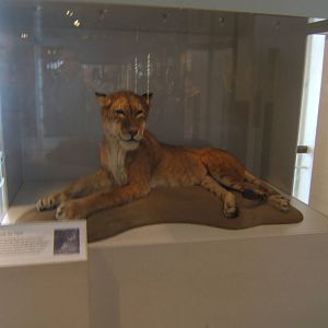 Maude the Tigon