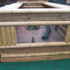 View of new Meerkat enclosure